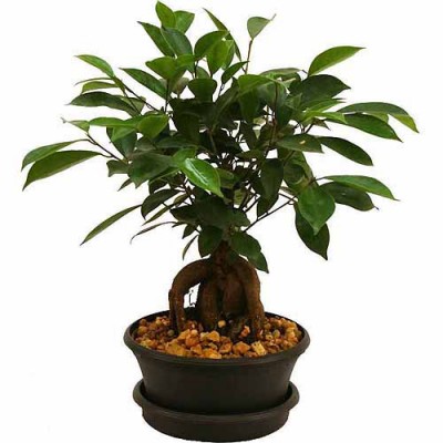 Delray Plants Ficus Bonsai in Plastic 6" Pot   553137740